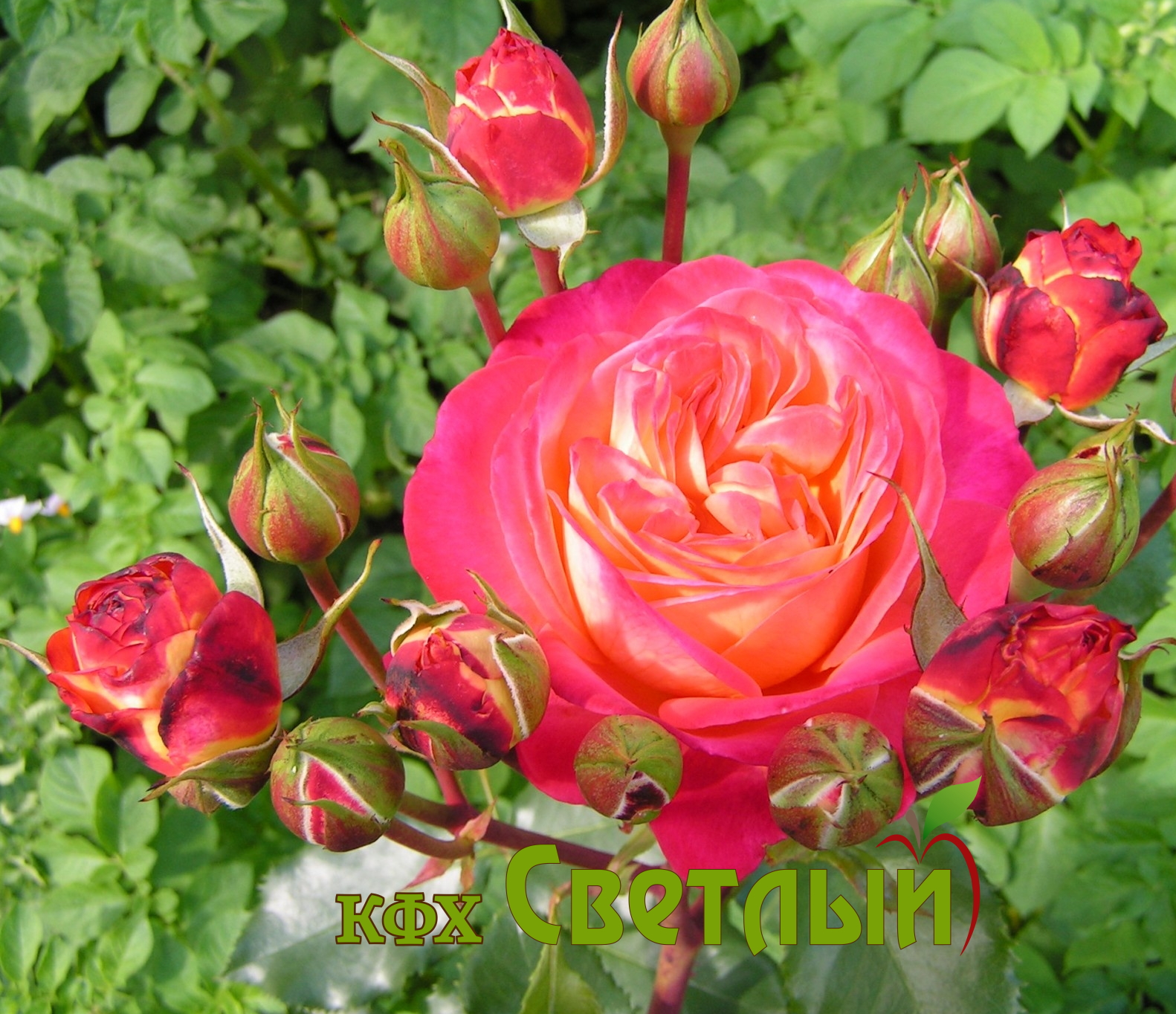 Мидсаммер (Midsummer), С-4л.