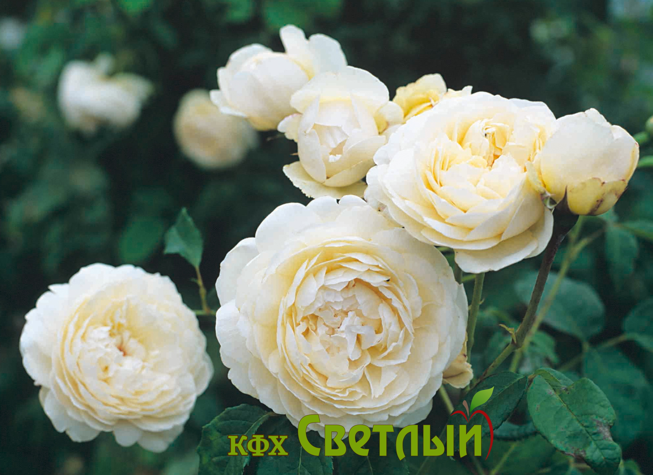 Пейшэнс (Patience)