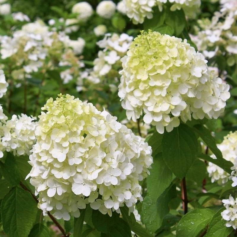 Полярный медведь (Polar Bear), С-3 — изображение 3