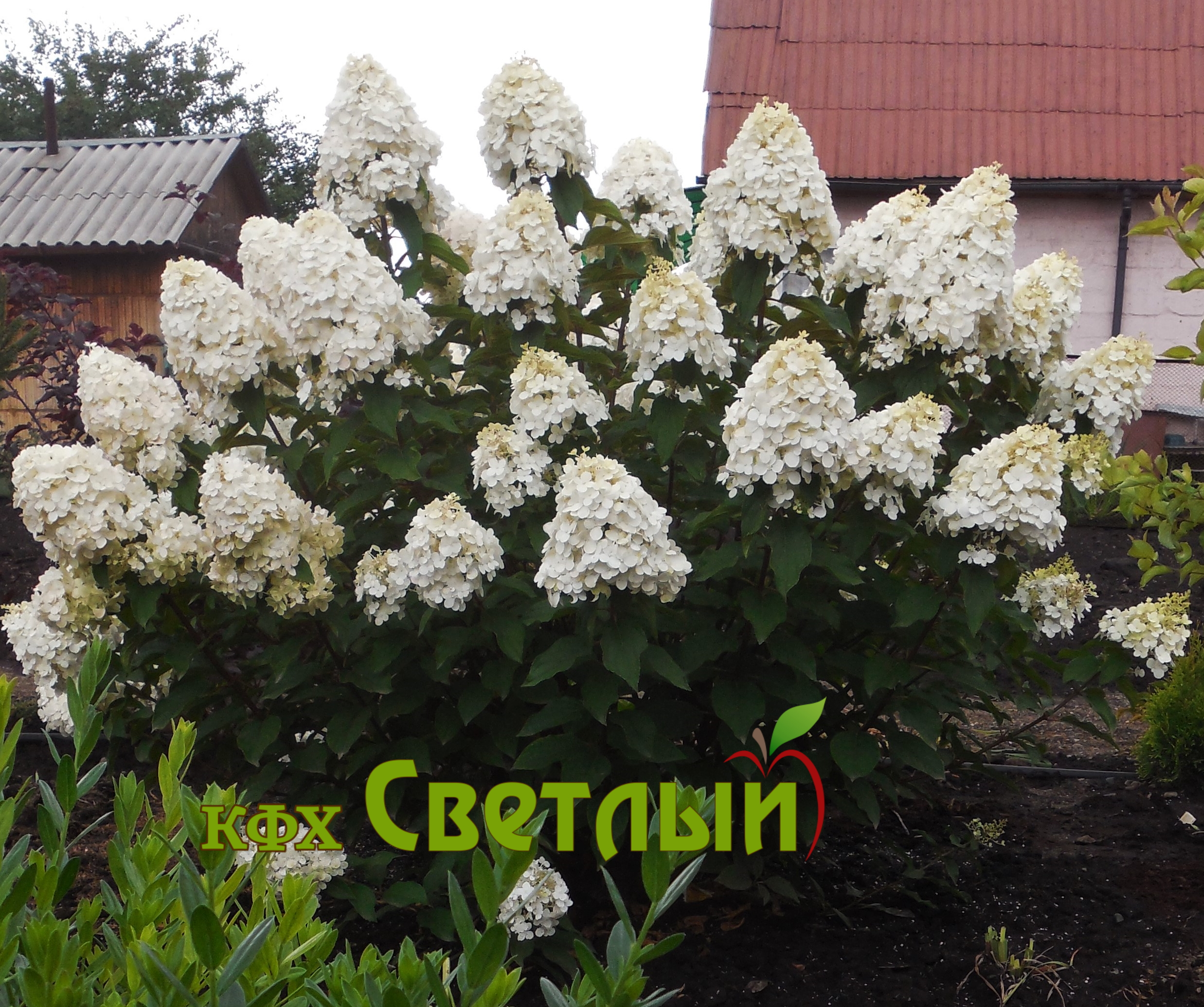 Полярный медведь (Polar Bear), С-3