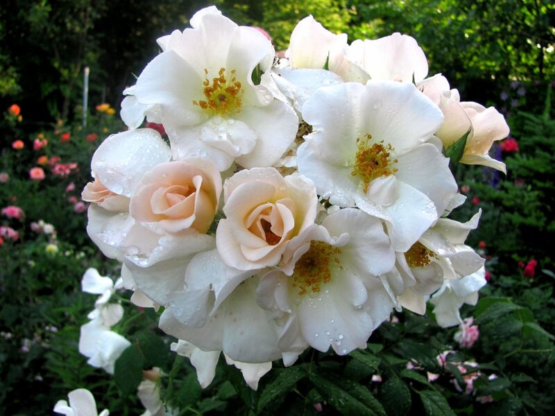 Салли Холмс  (мускусная роза, шраб. Горшок 4л.) — изображение 2