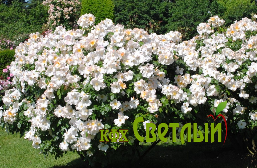 Салли Холмс  (мускусная роза, шраб. Горшок 4л.)