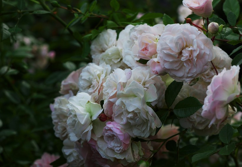 Эвлали Бередж (Eulalia Berridge)