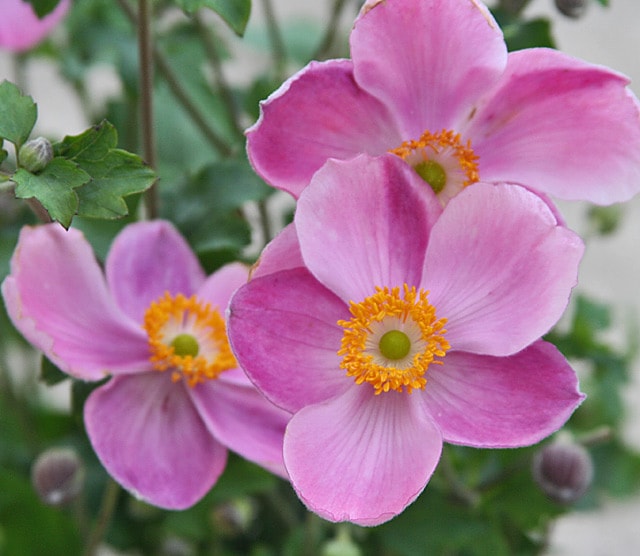 Анемона / Ветреница гибридная "Боулс Пинк"