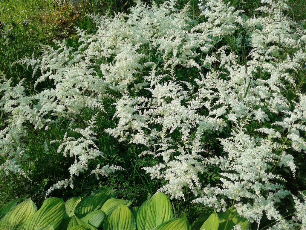 Браутшлеер (Brautschleier) (арендса) — изображение 2