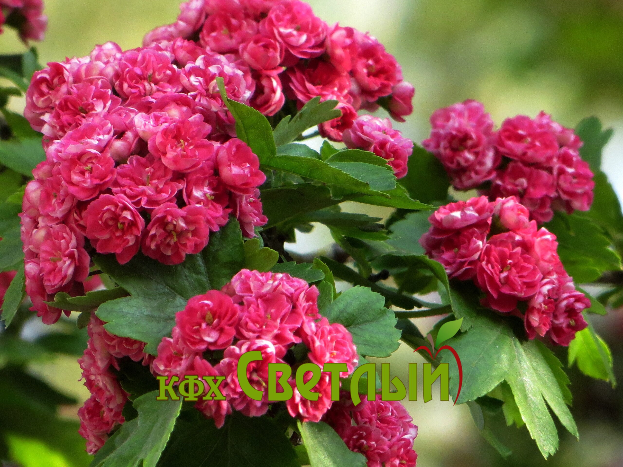 Боярышник "Пауль Скарлет" (Paul Scarlet), (С-6)