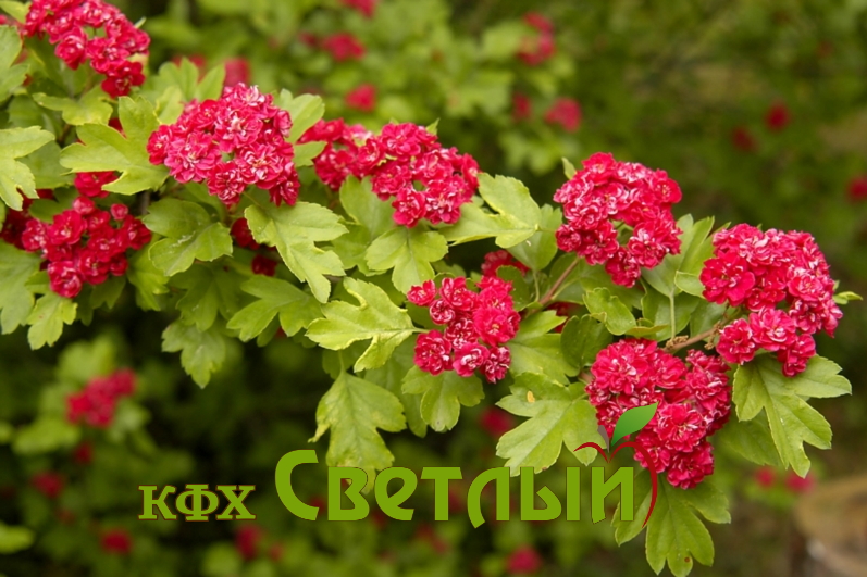 Боярышник "Пауль Скарлет" (Paul Scarlet), (С-6) — изображение 2