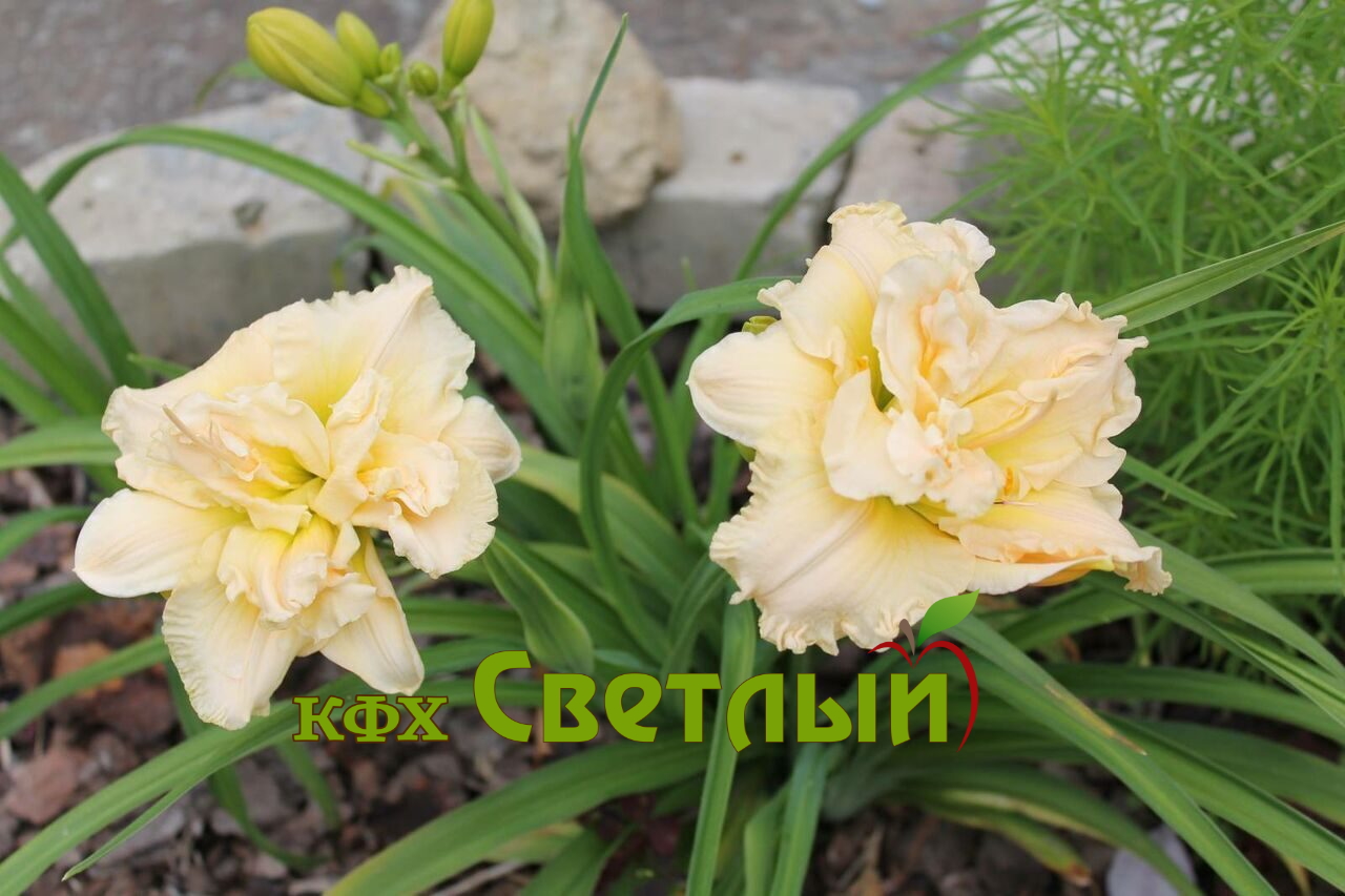 Шникель Фритц (Schnickel Fritz)