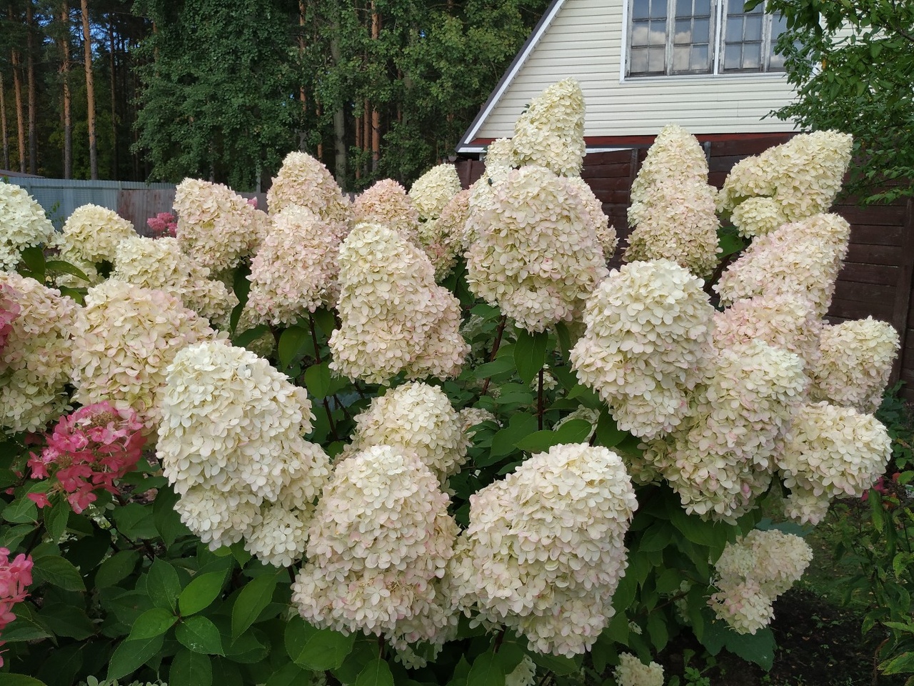 Полярный медведь (Polar Bear), С-3 — изображение 2