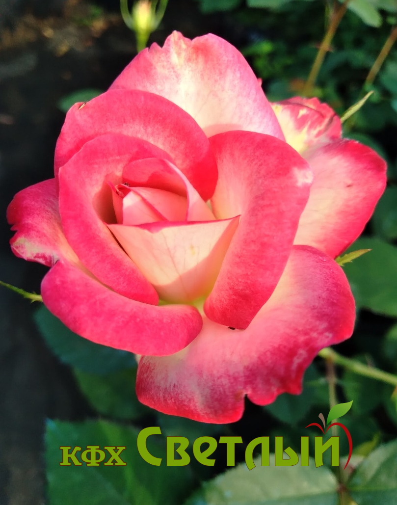 Принц Монако, горшок С-4л.