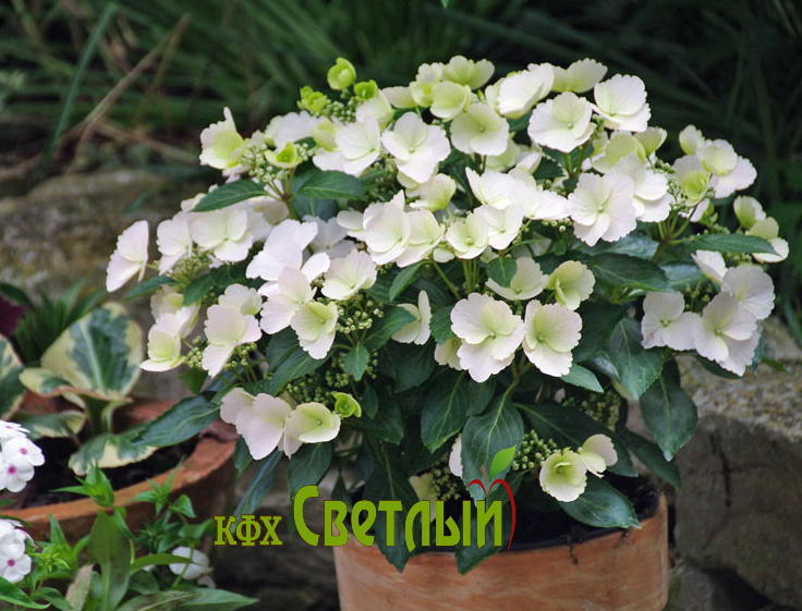 Сбежавшая невеста (гибридная ампельная) (С-12)