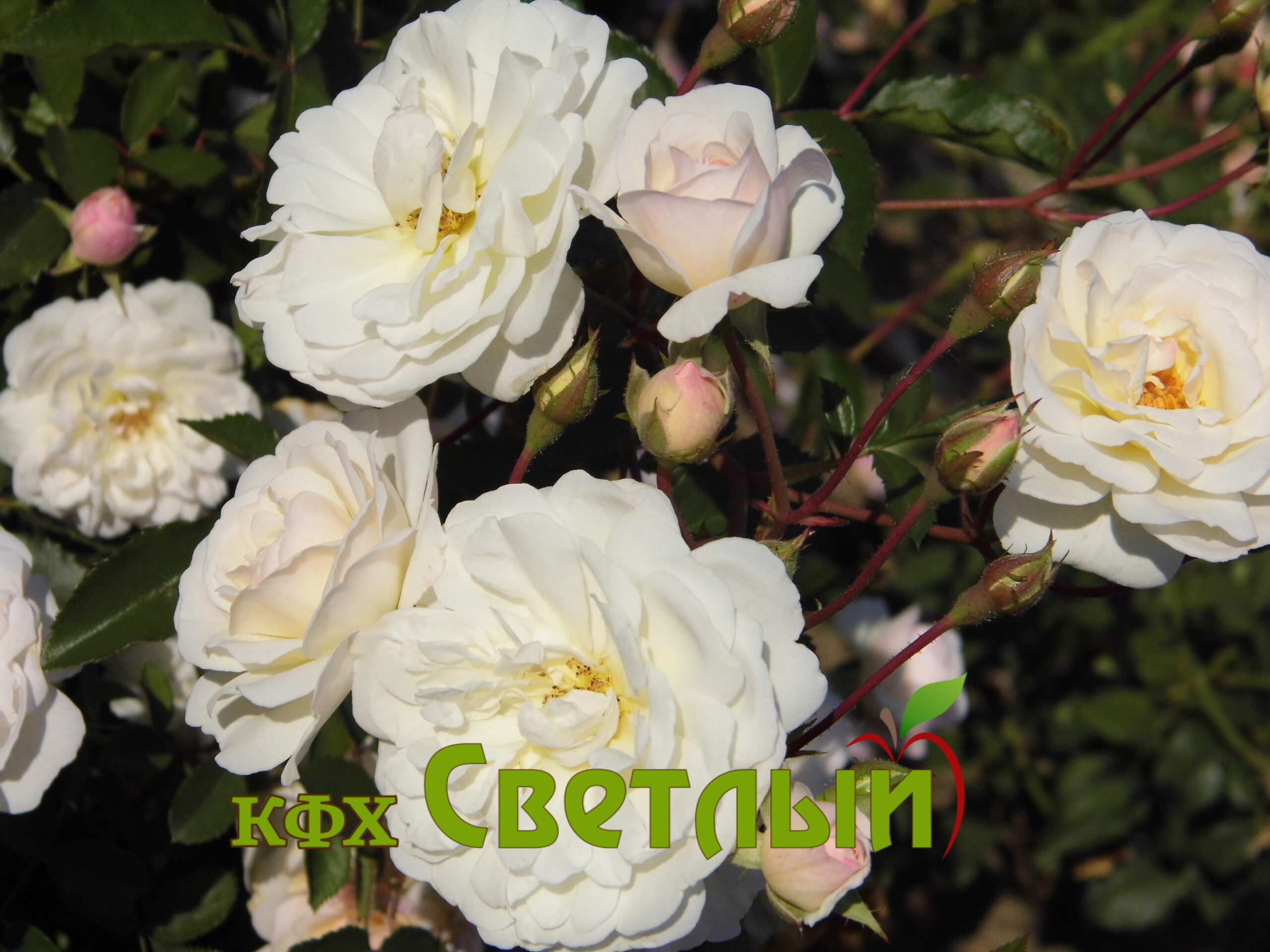 Свани (Swany) (почвопокровная роза), С-6л — изображение 2