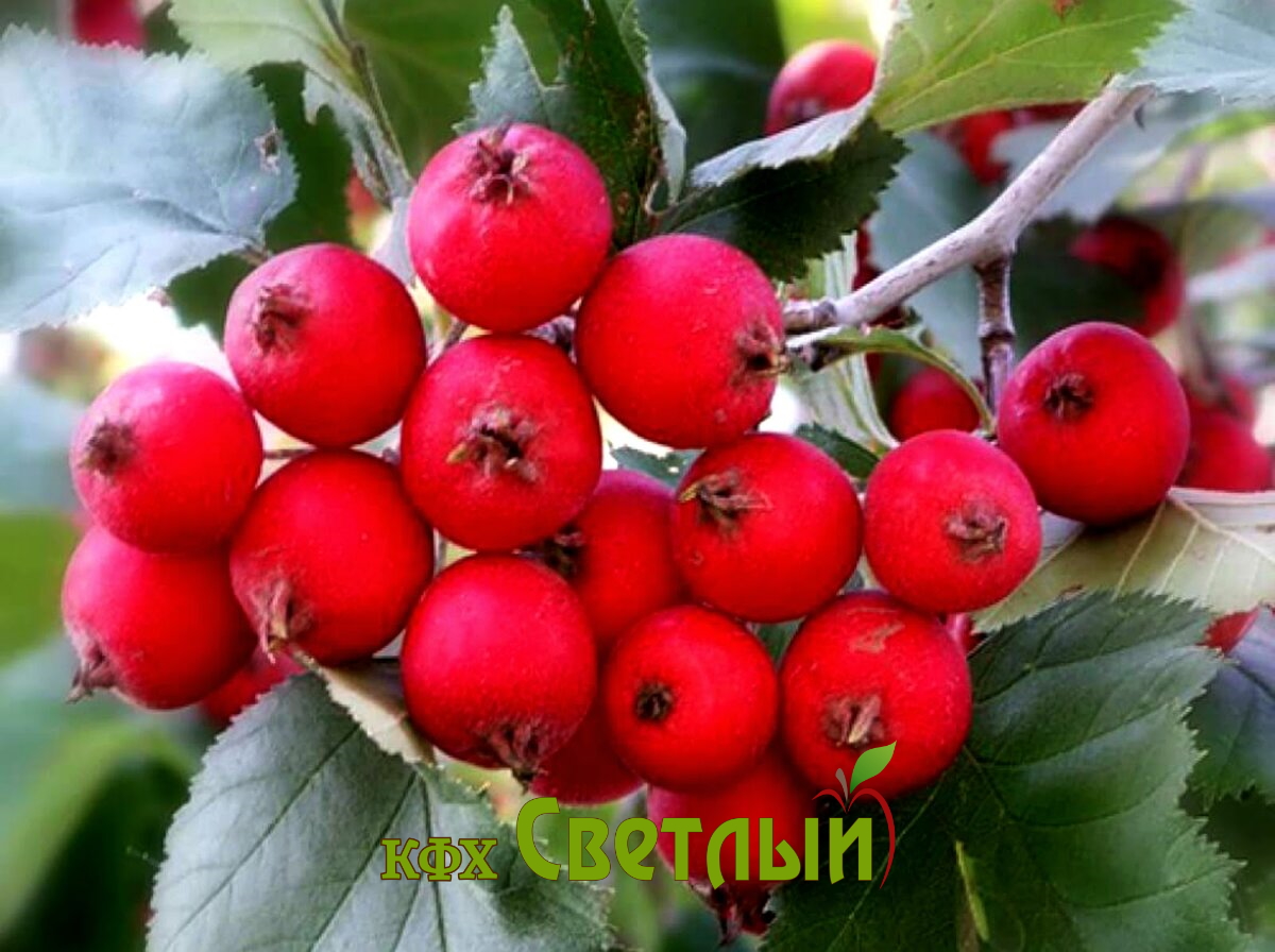 Каким боярышником. Боярышник Арнольда Crataegus arnoldiana. Боярышник крупноплодный «Арнольда». Боярышник китайский крупноплодный. Боярышник садовый крупноплодный.