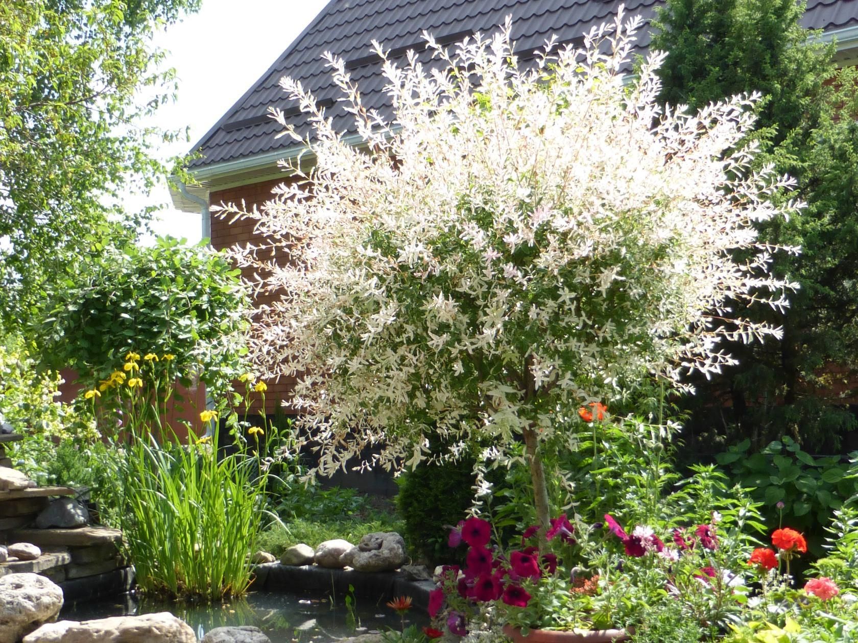 ива Хакуро Нишики (Hakuro Nishiki) (С-10, штамб)