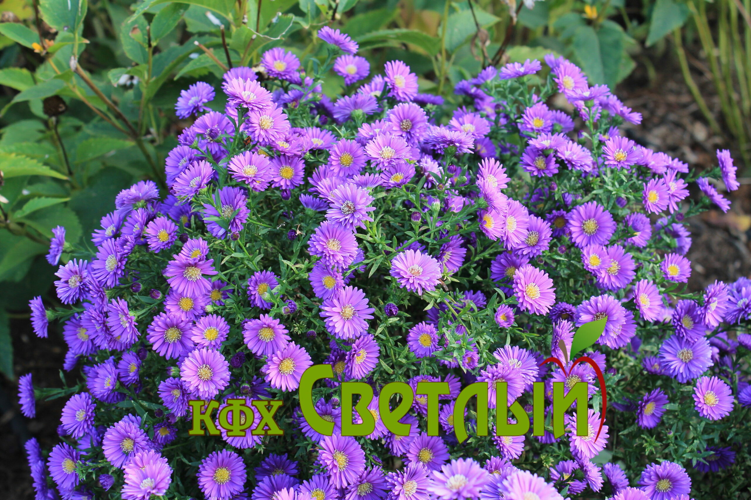 Астра новобельгийская Маджик блю (Magic Blue)