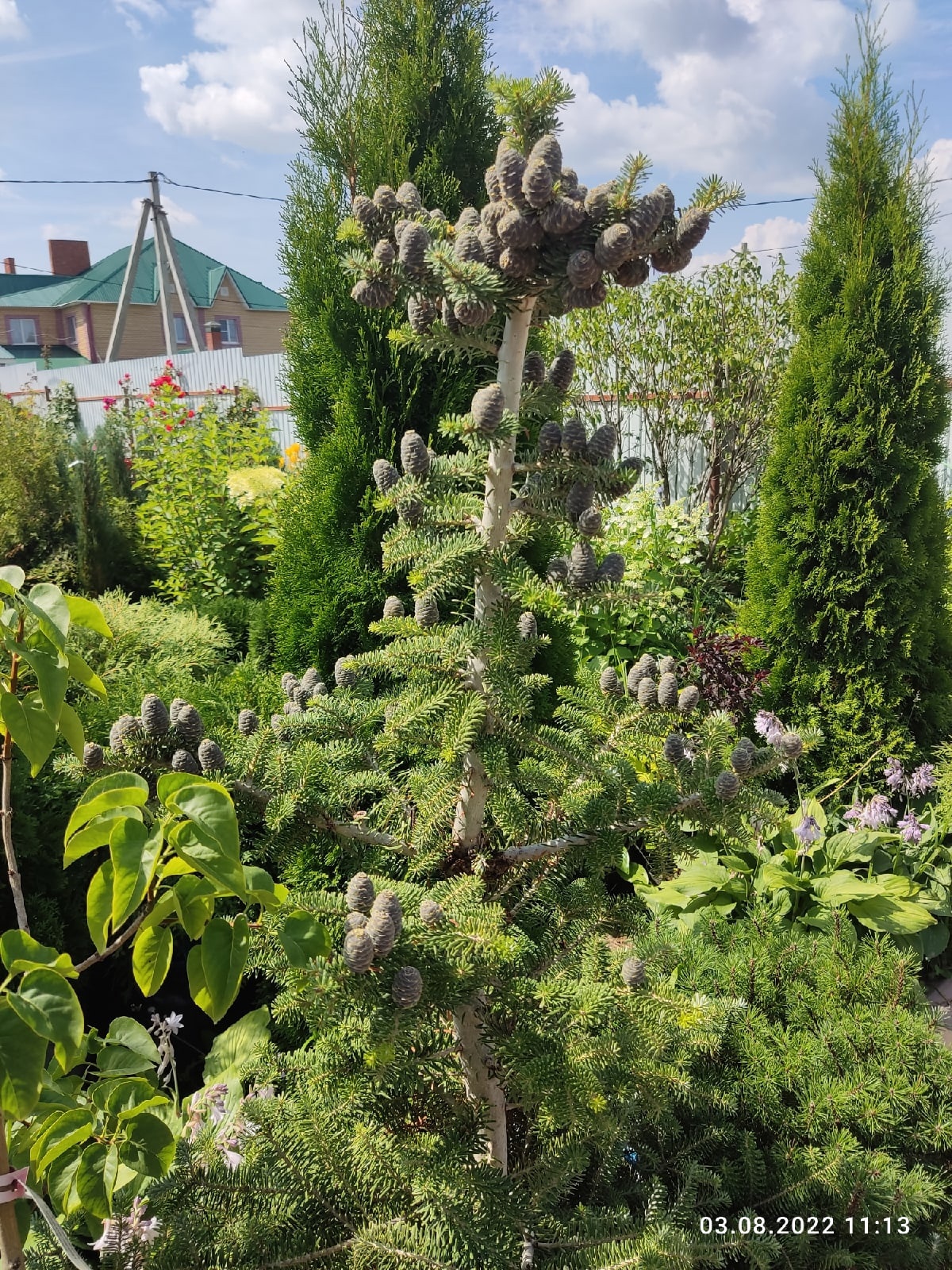 Пихта корейская, (высота 1-1,3м., С-35)