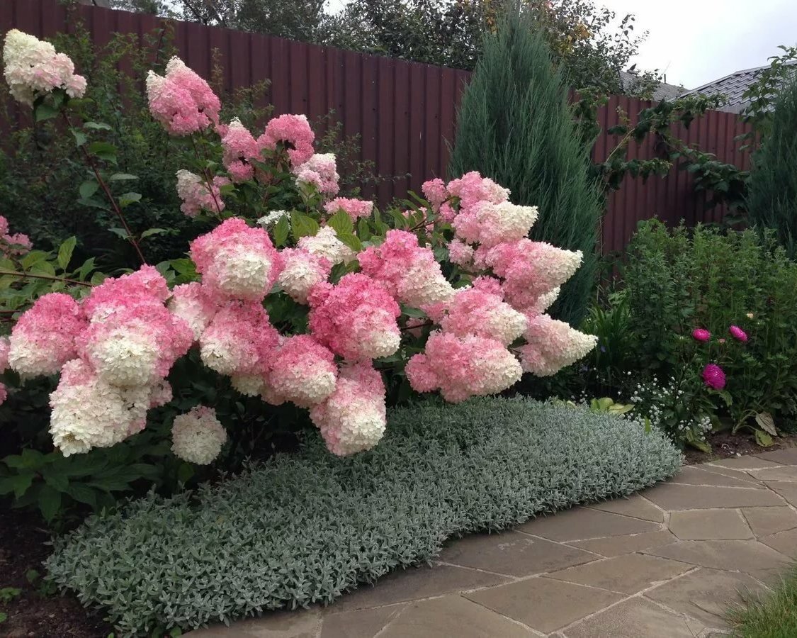 Ваниль Фрайз, С-5