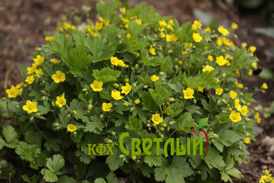 Вальдштейния. Вальдштейния тройчатая (Waldsteinia ternata). Вальдштейния гравилатовидная. Вальдштейния тройчатая Forrest Sun. Вальдштейния тройчатая (с2).