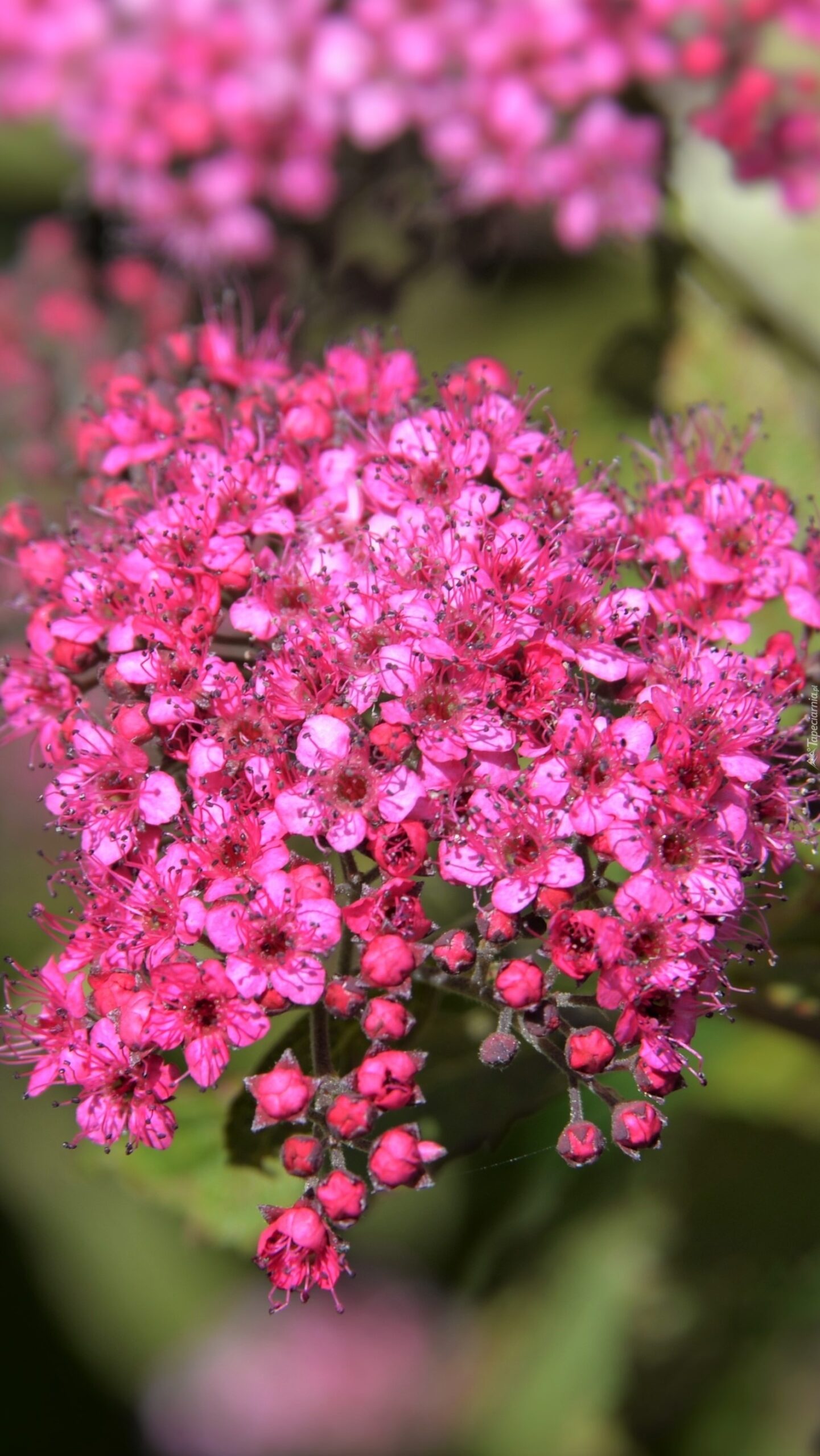 Манон, японская спирея, (горшок С-3)