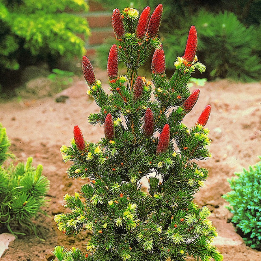 Ель колючая Лаки Страйк С-5 (экстра)