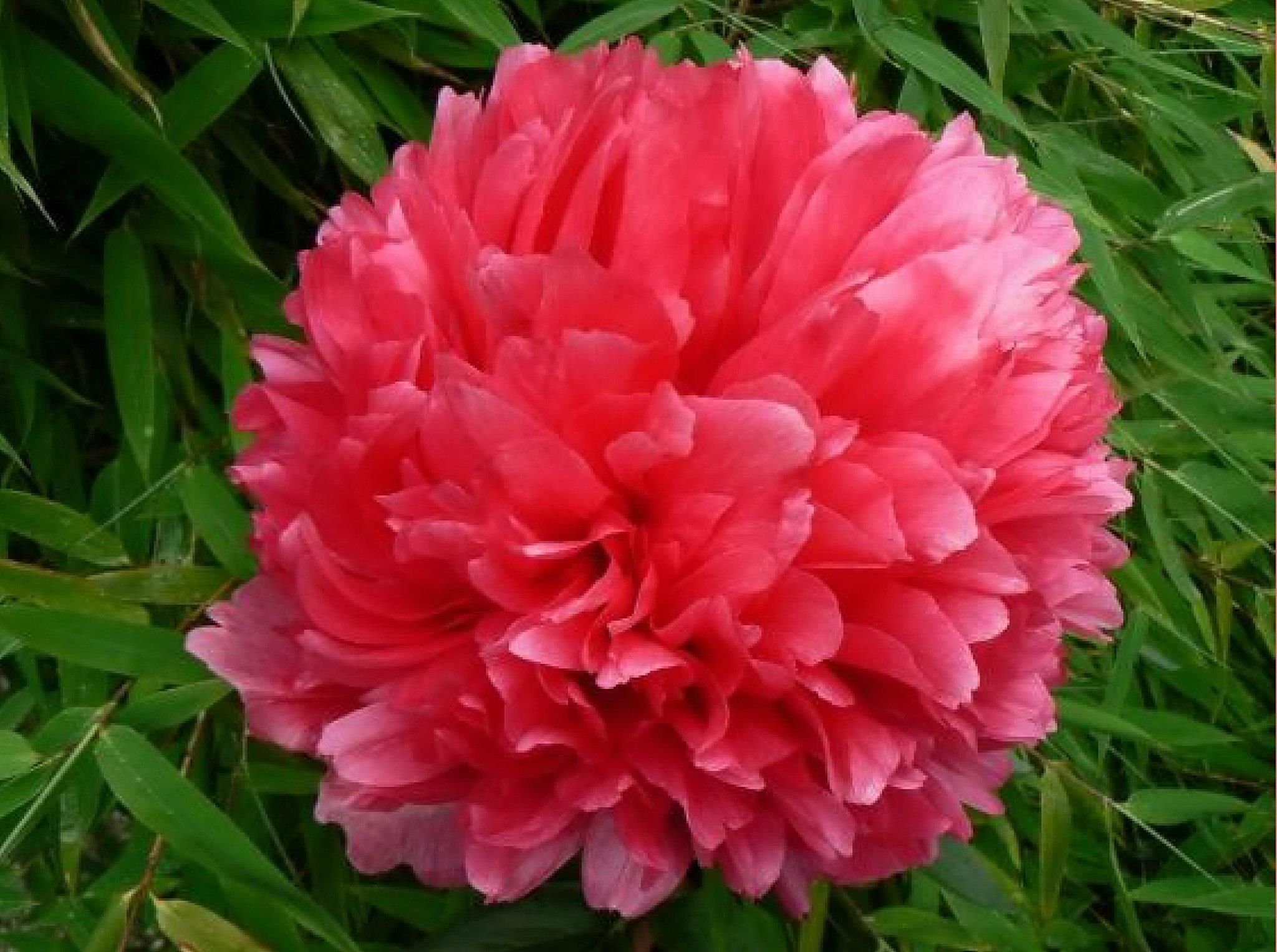 Комманд Перфоманс