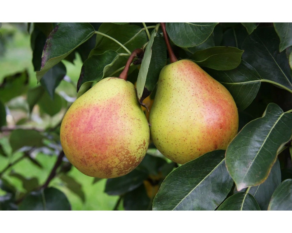 Детская, (2-х летний), ЗКС