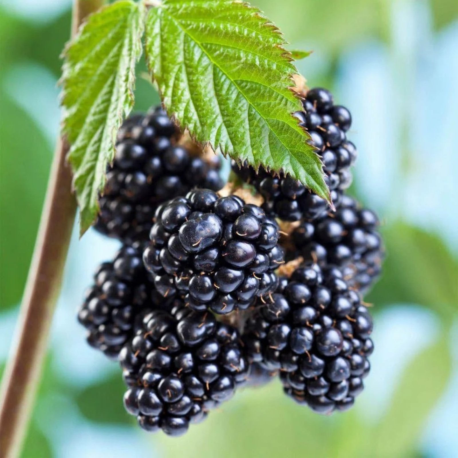 Блэк Сатин, ежевика (1,5 летн.)