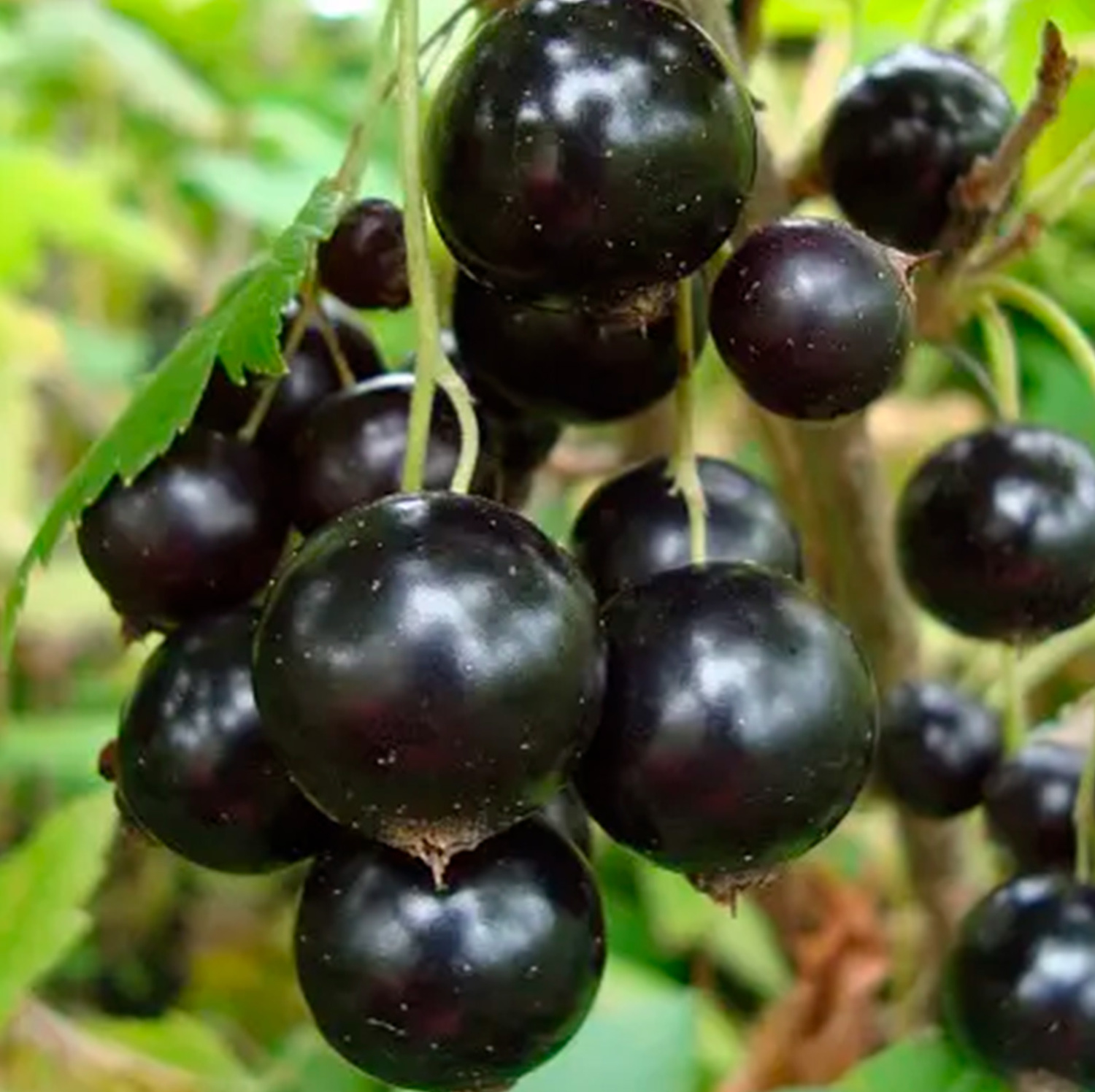 Черный жемчуг, (2-х летн.)